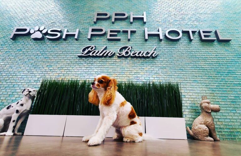 What Are Puppy Suites? Full Guide with Real-World Examples and Benefits