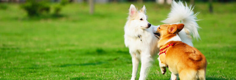PetSuites Dog Boarding Explained: Features, Benefits, and Real-World Examples