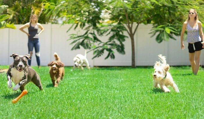 Ultimate Guide to Disney Dog Resort: What Pet Owners Need to Know