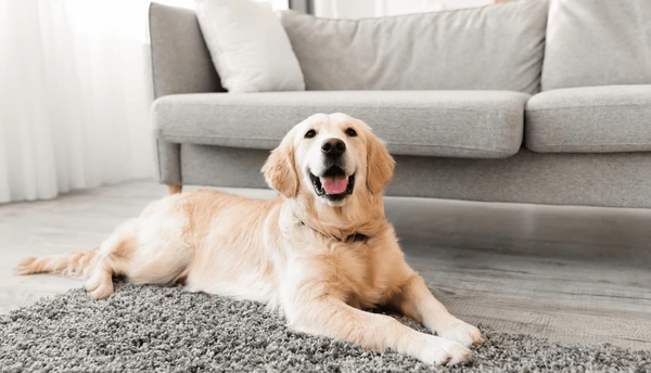 Complete Guide to Best Western Pet Policy: Pet-Friendly Hotels Explained