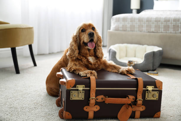 Pet Policy Best Western: A Complete Guide for Pet-Friendly Travelers
